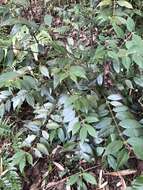 Image of Lasianthus curtisii King & Gamble