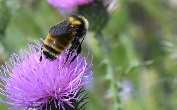 Image of Northern Amber Bumble Bee