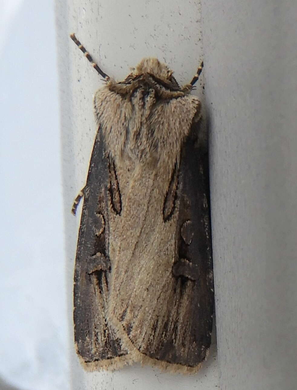 صورة Agrotis volubilis Harvey 1874