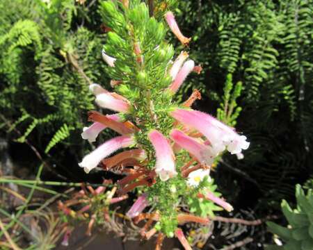 Image of Erica perspicua subsp. perspicua