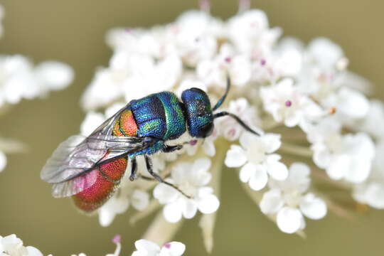 Image of <i>Chrysis scutellaris</i>