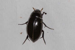 Image of Hydrophilus (Hydrophilus) insularis Laporte de Castelnau 1840