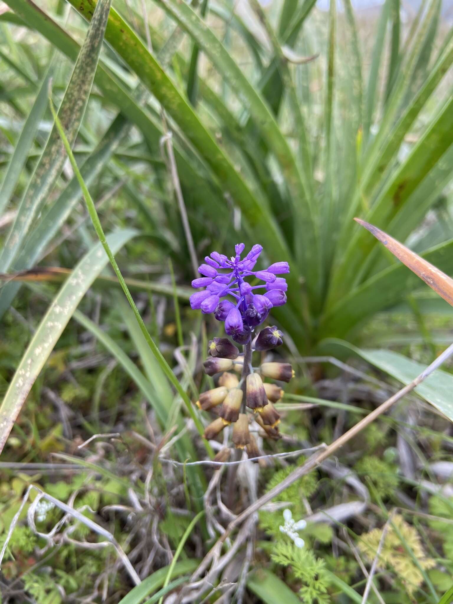 Слика од Leopoldia cycladica (P. H. Davis & D. C. Stuart) Garbari