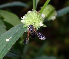 Nomia fuscipennis Smith 1875的圖片