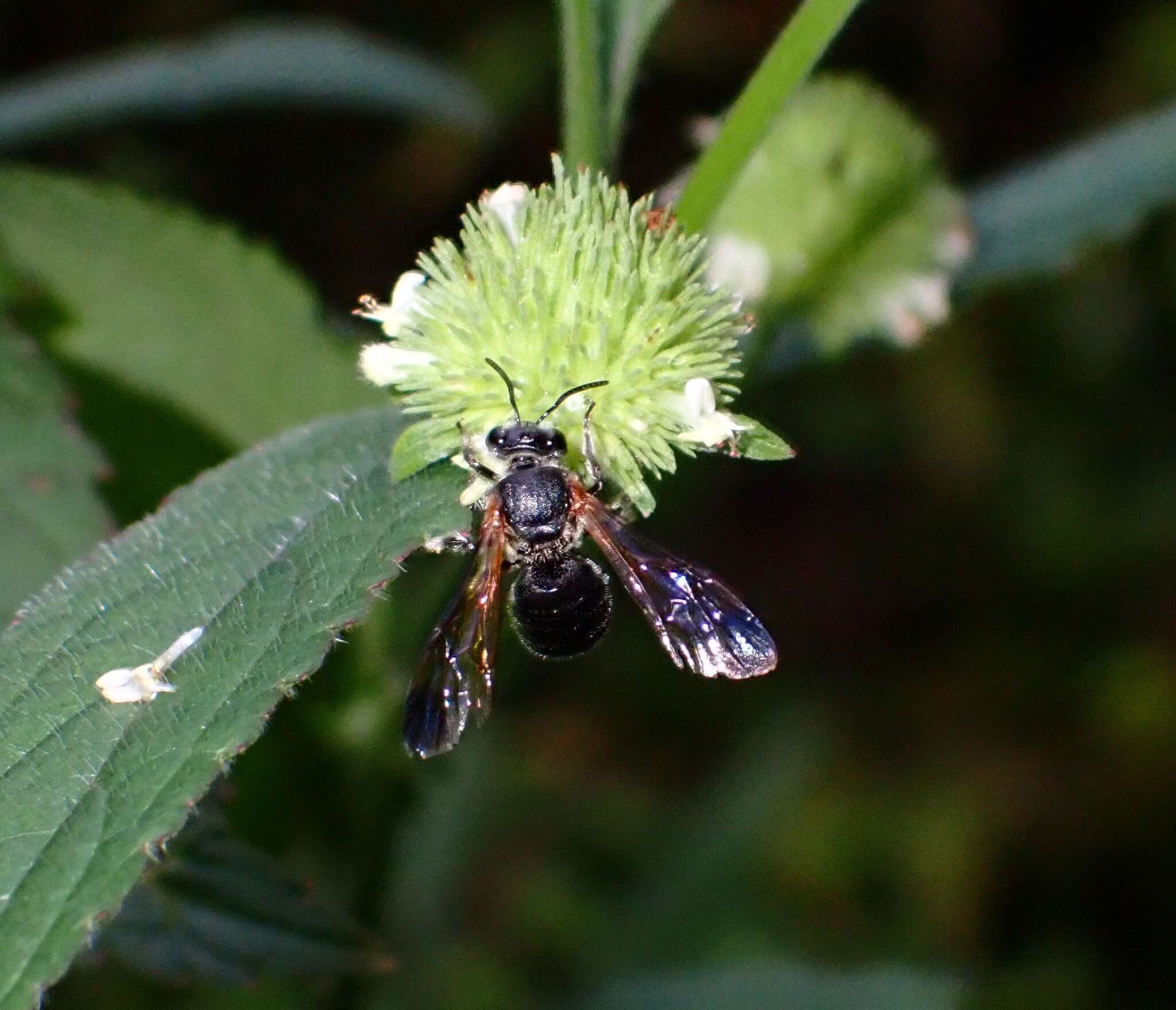 Nomia fuscipennis Smith 1875的圖片