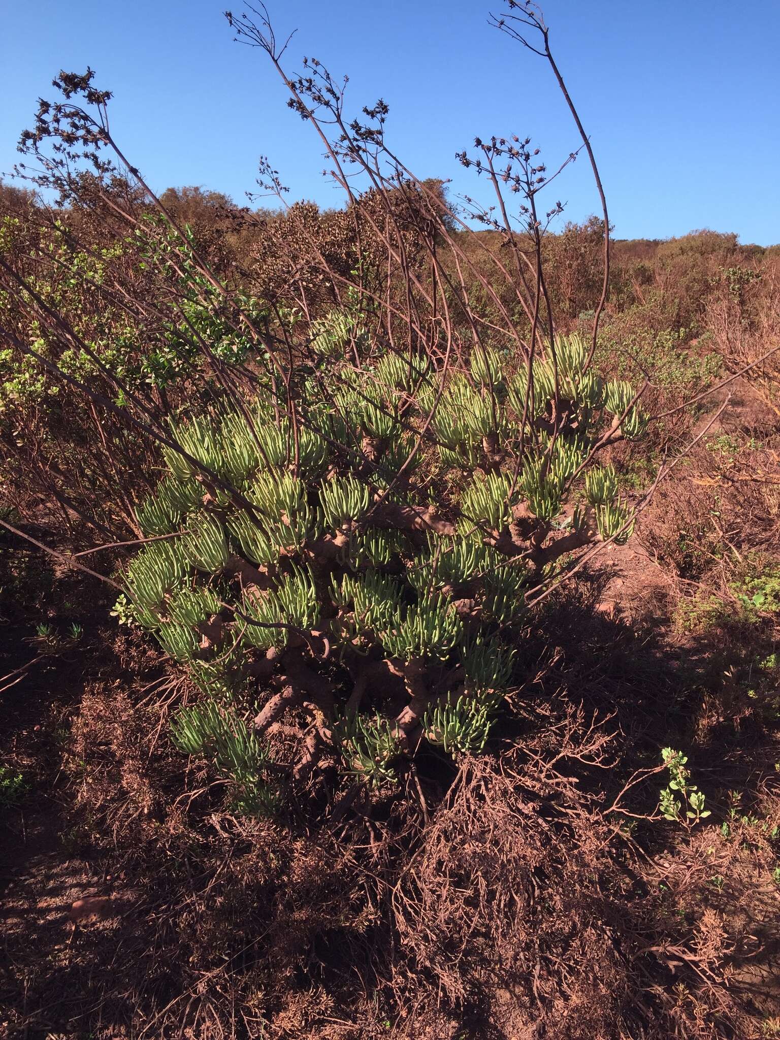 Image of Tylecodon wallichii subsp. wallichii