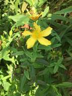 Image of great St. Johnswort