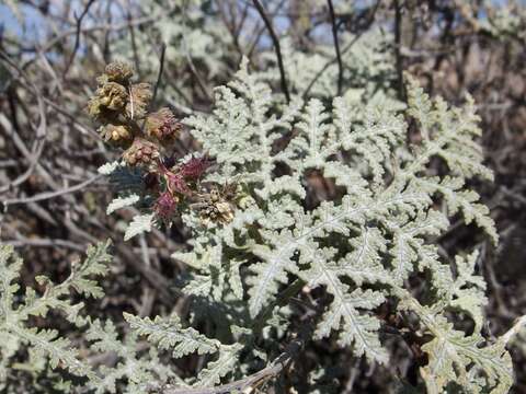 Image of Ambrosia camphorata (Greene) Payne