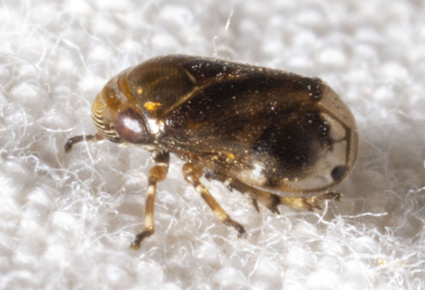 Image of Sunflower Spittlebug