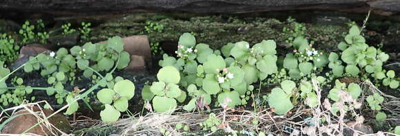 Image of Crassula capensis (L.) Baill.