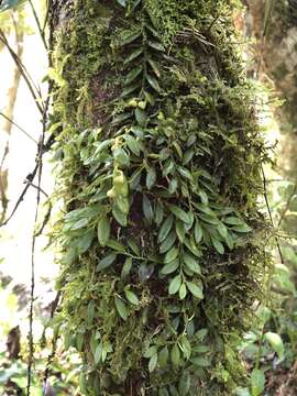 Image of Gastrochilus formosanus (Hayata) Hayata