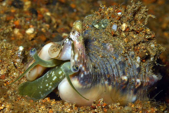 Image of Euprotomus Gill 1870