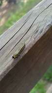 Image of Introduced Pine Sawfly