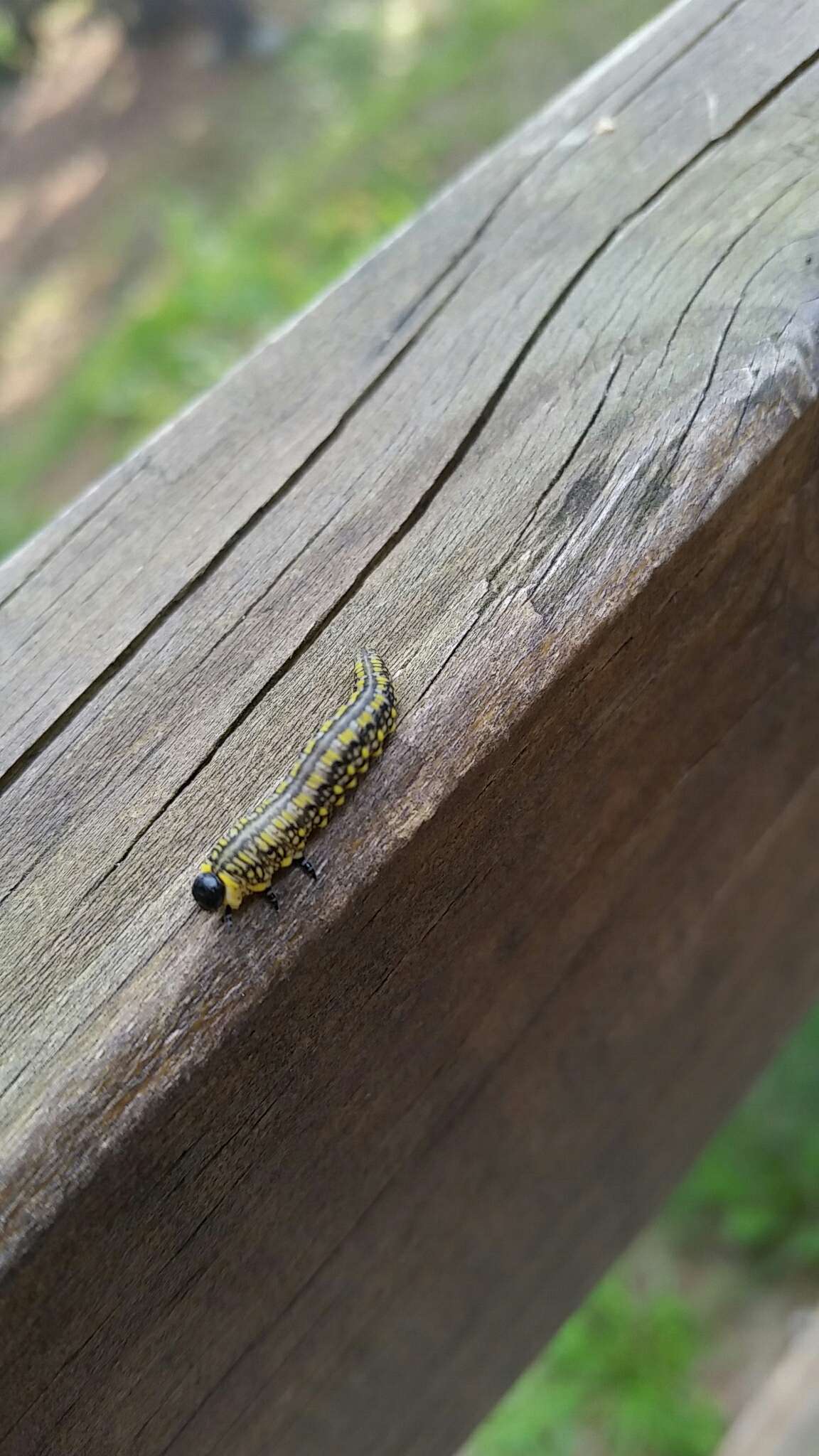 Image of Introduced Pine Sawfly