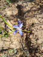 Image of Moraea lugubris (Salisb.) Goldblatt