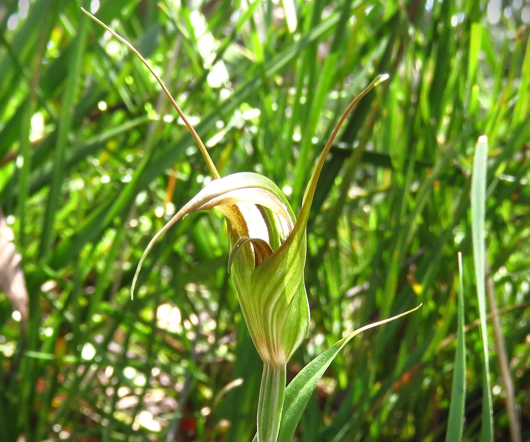 Image of Dainty greenhood