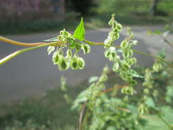 صورة Fallopia dumetorum (L.) J. Holub