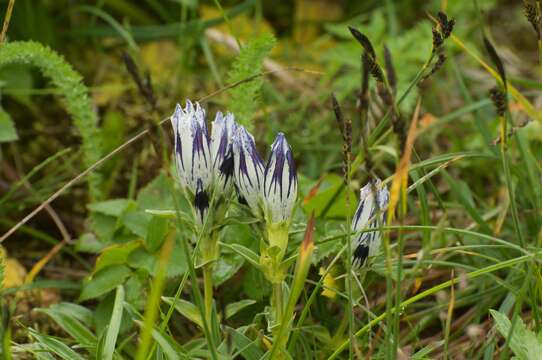 Image of arctic gentian