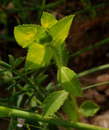 Imagem de Euphorbia arguta Banks & Sol.