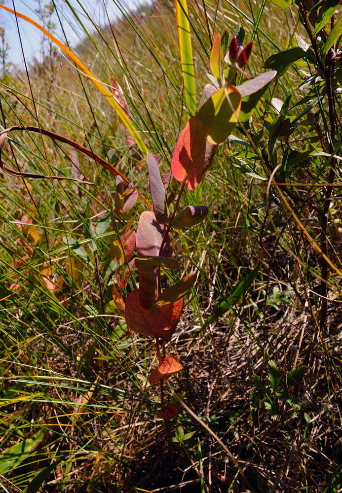 Image of Fraser's St. John's-Wort