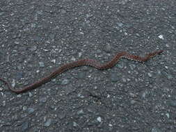 Image of Burrowing Ratsnake