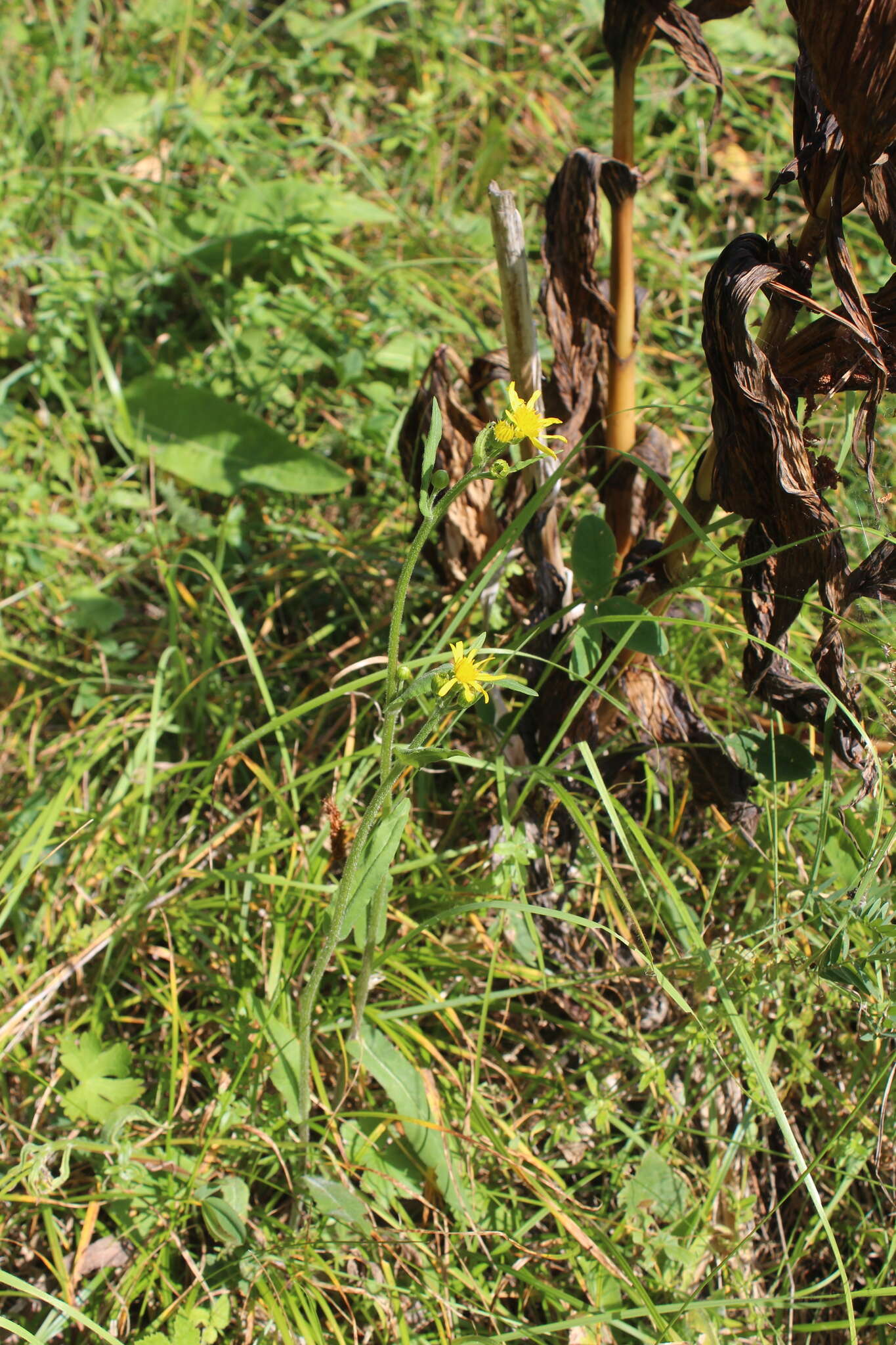 Image of Tephroseris cladobotrys subsp. subfloccosa (Schischk.) Greuter