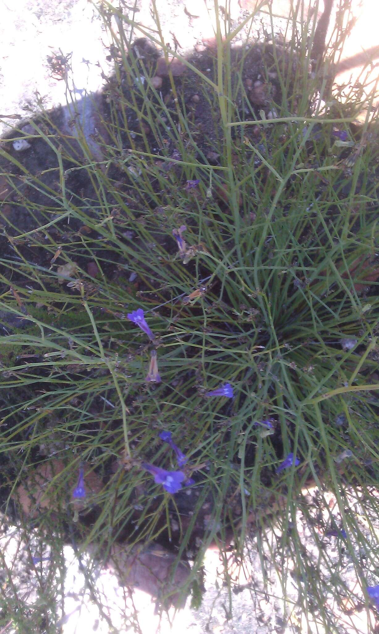 Image of Lobelia linearis Thunb.