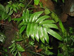 Image of Bolbitis serratifolia (Mert. ex Kaulf.) Schott