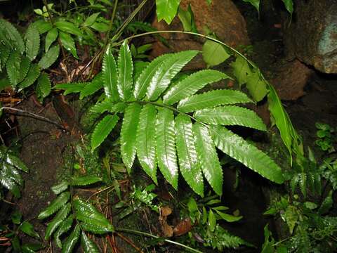 Bolbitis serratifolia (Mert. ex Kaulf.) Schott resmi