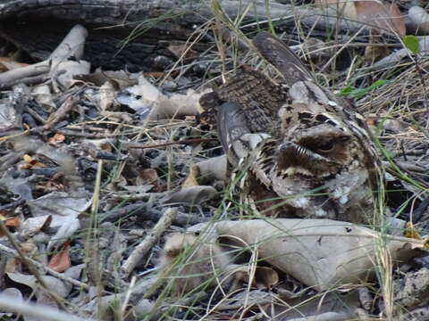 Image of Large-tailed Nightjar