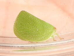 Image of Green Coneheaded Planthopper