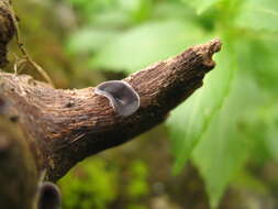 Image of Schizophyllum amplum (Lév.) Nakasone 1996