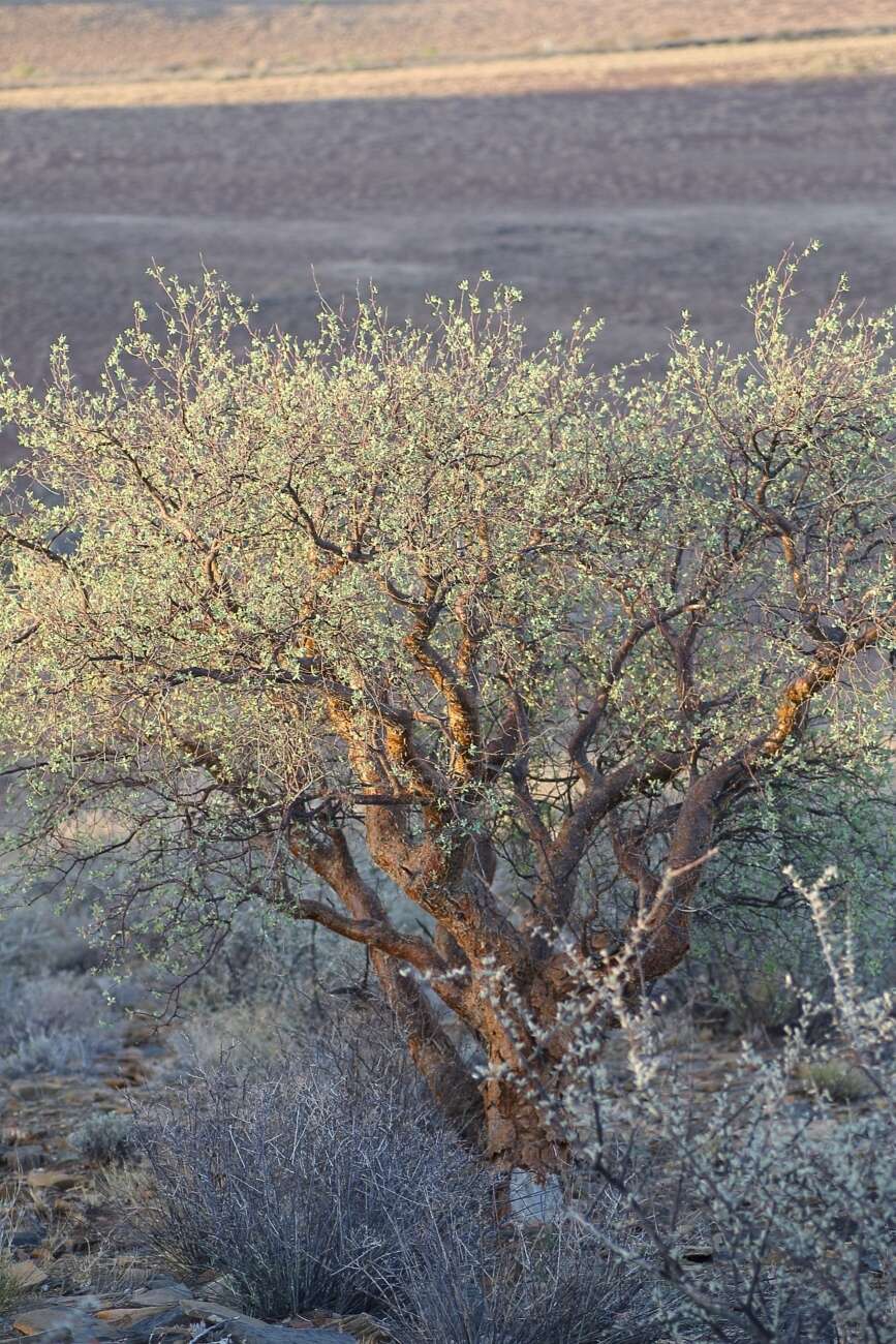 Image of Satin-bark corkwood