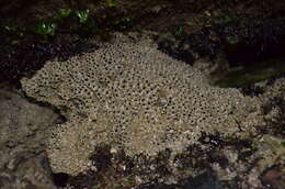 Image of Sandcastle worm