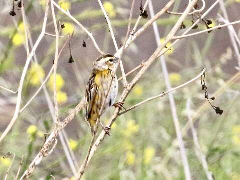 Image of Yellow-crowned Bishop