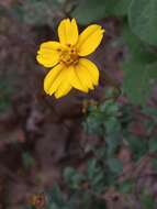 Image of Electranthera cuneifolia (Greenm.) Mesfin, Crawford & Pruski