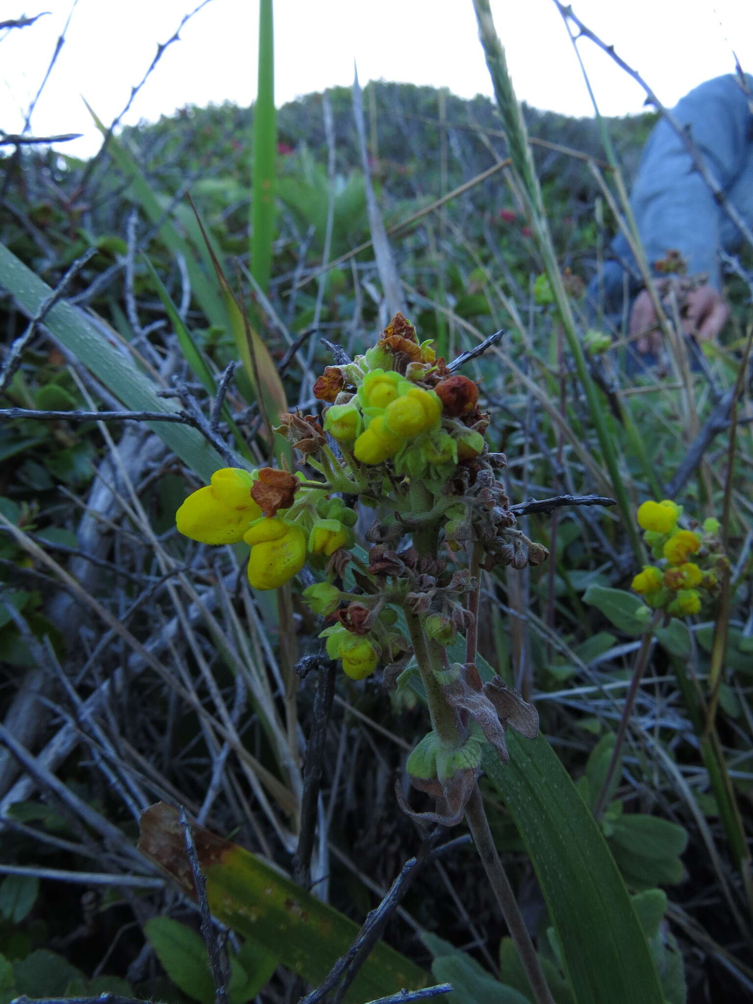 Image of Calceolaria integrifolia Murr.