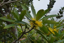 Sivun Metrosideros laurifolia Brongn. & Gris kuva