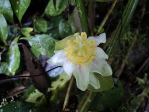 Passiflora guatemalensis S. Wats. ex W. T. Brigham的圖片