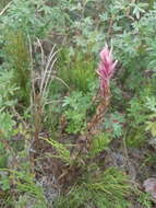 Image of Raup's Indian paintbrush