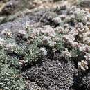 Eriogonum kennedyi var. alpigenum (Munz & I M. Johnst.) Munz & I M. Johnst. resmi