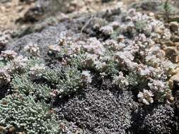 Eriogonum kennedyi var. alpigenum (Munz & I M. Johnst.) Munz & I M. Johnst. resmi