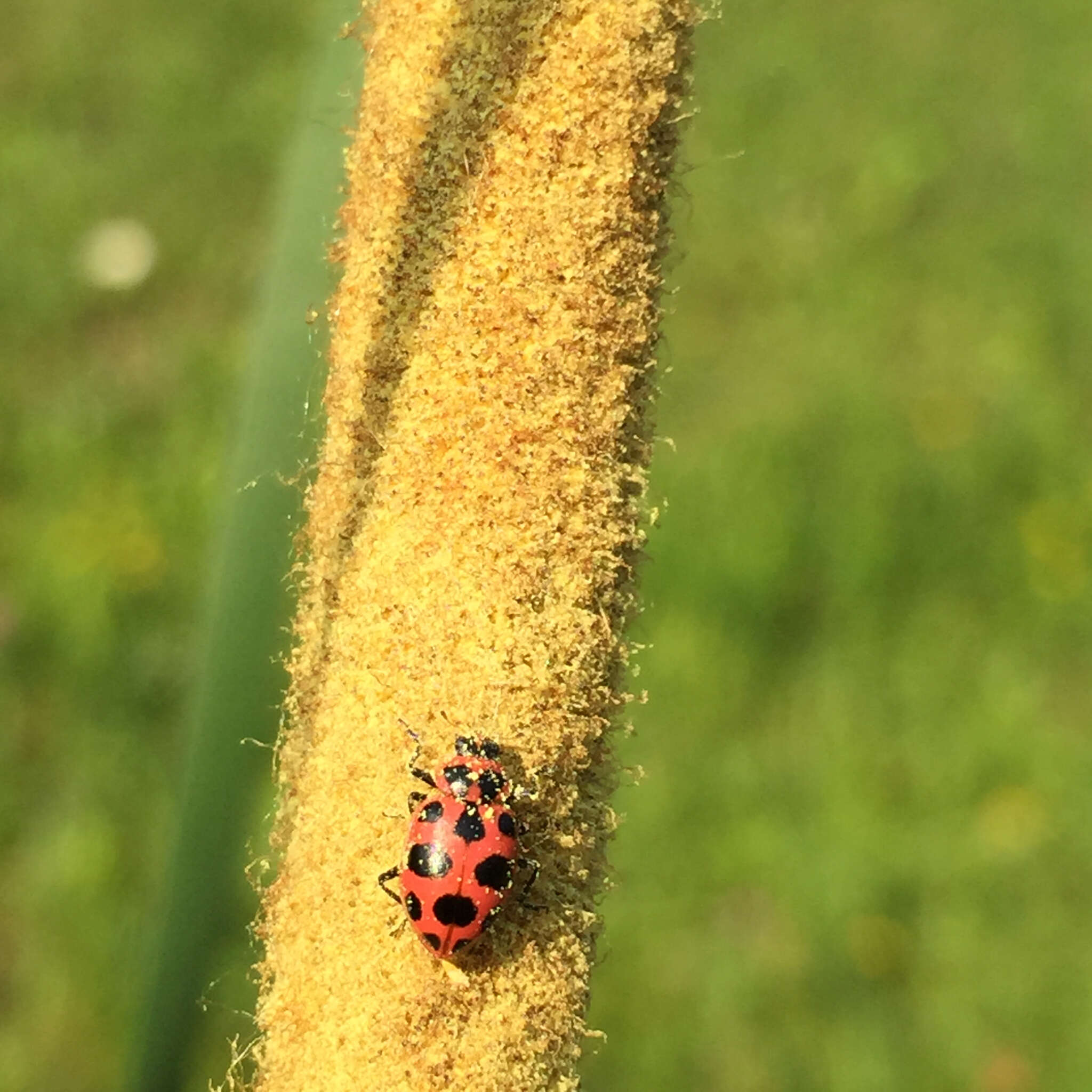 Image of Spotted Lady Beetle