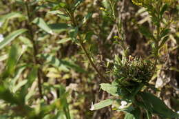 Image of Goldenrod Bunch Gall