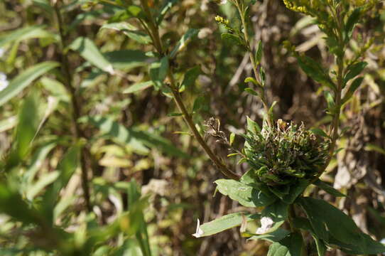 Image of Goldenrod Bunch Gall