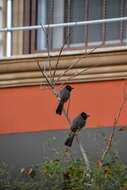 Image of White-eyed Bulbul