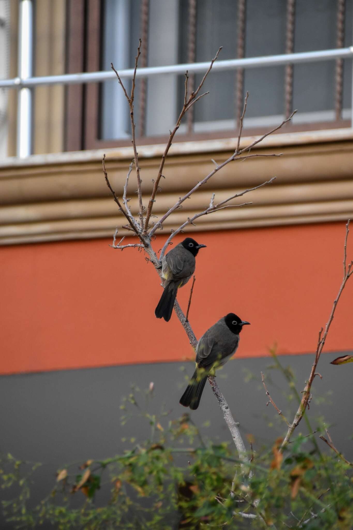 Image of White-eyed Bulbul