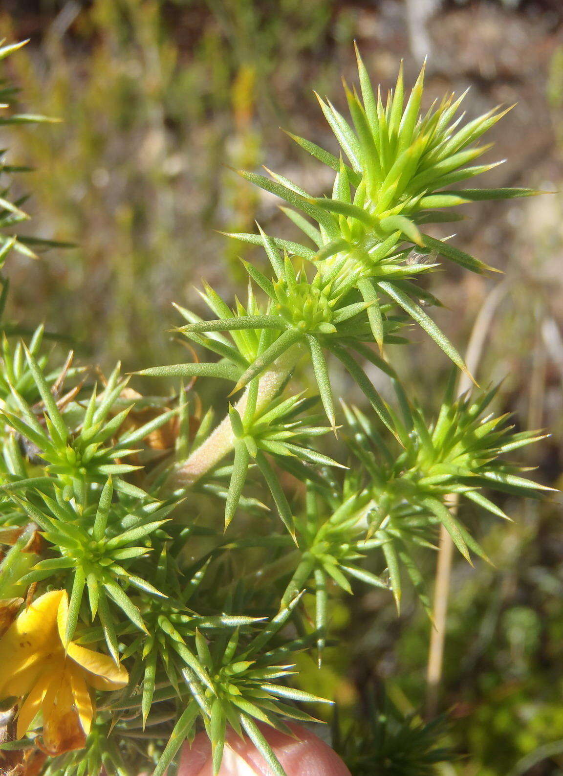 Image of Aspalathus hirta subsp. stellaris R. Dahlgren