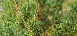 Image of Common Short-winged Katydid