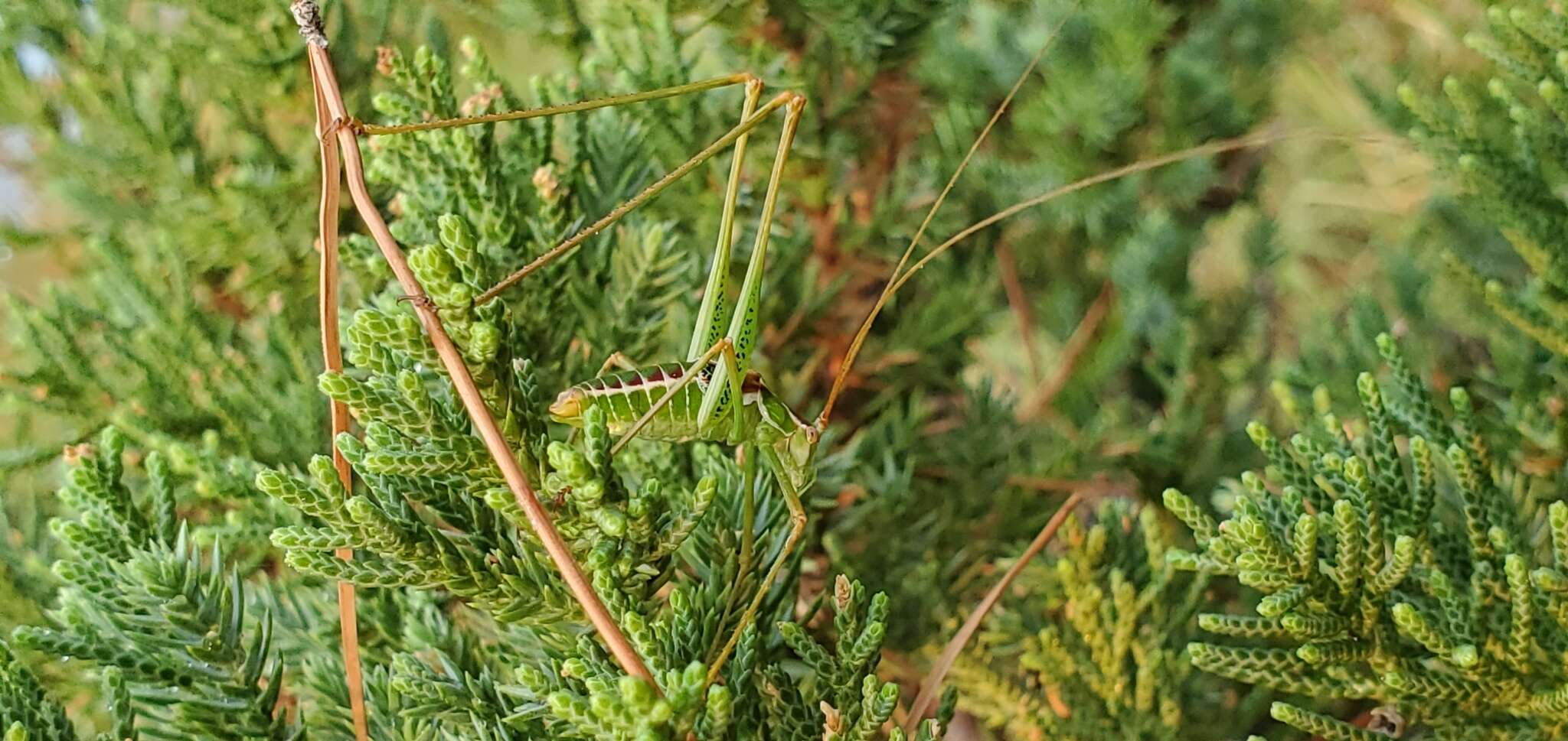 Image of Common Short-winged Katydid